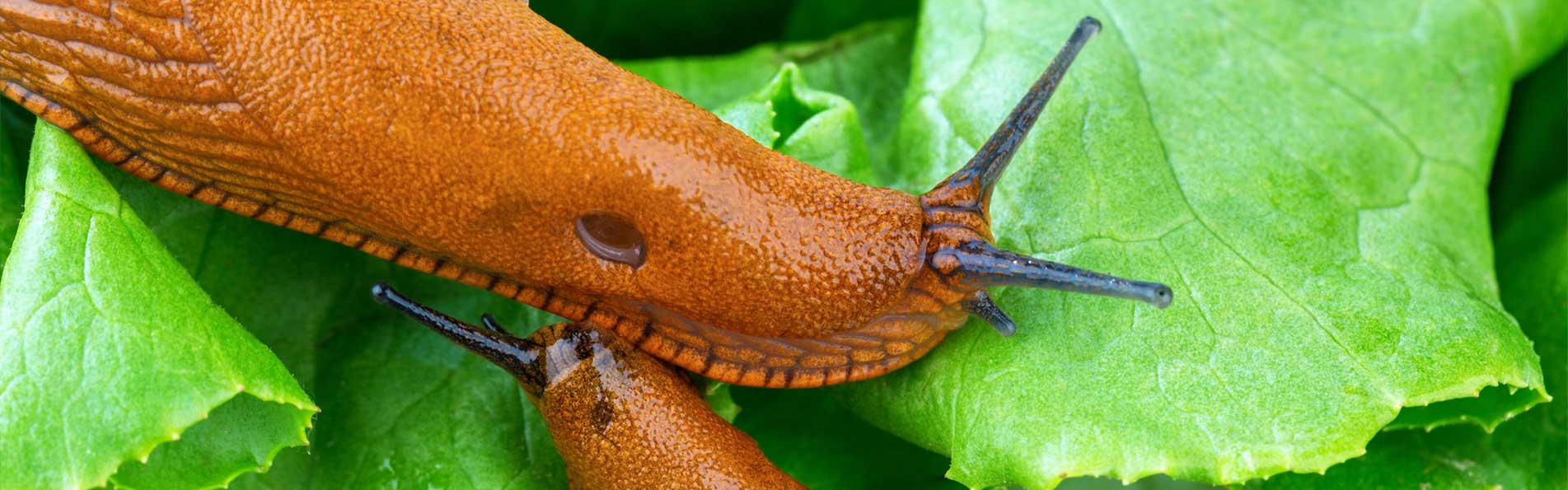 Spanische Wegeschnecke