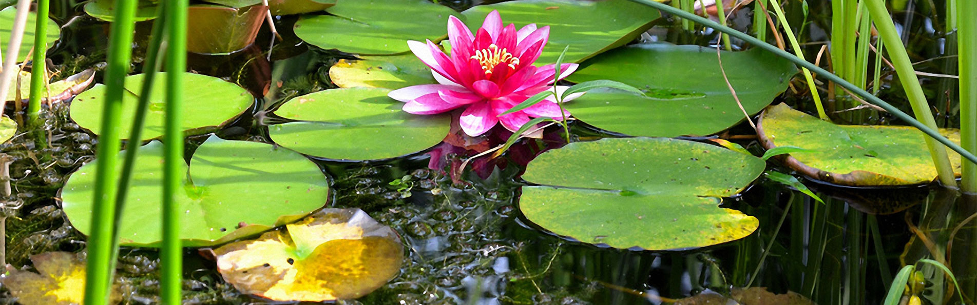 Teich mit Seerose